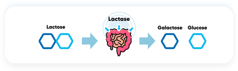 Lactose Lactase WiseHealth: a lactose é quebrada em galactose e glicose